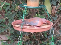 Streptopelia senegalensis senegalensis
