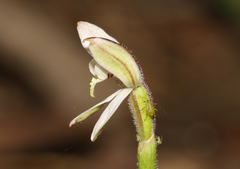 Caladenia pusilla