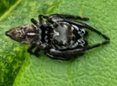 Euryattus bleekeri
