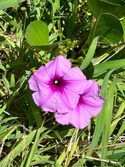 Ipomoea pes-caprae brasiliensis