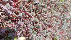Chenolea diffusa