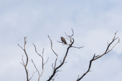 Falco longipennis