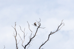 Falco longipennis