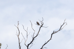 Falco longipennis