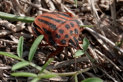 Graphosoma semipunctatum