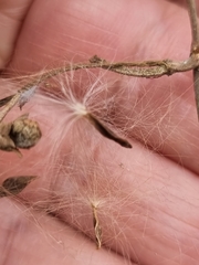 Taraxacum
