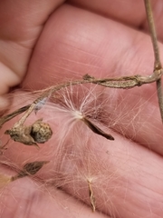 Taraxacum