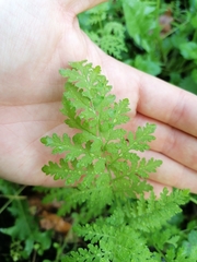 Phacelia tanacetifolia
