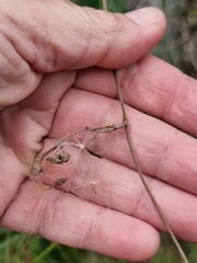 Taraxacum