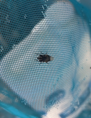 Copestylum marginatum