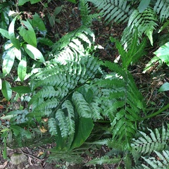 Diplazium dilatatum