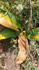 Brunsvigia orientalis