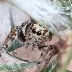 Opisthoncus polyphemus