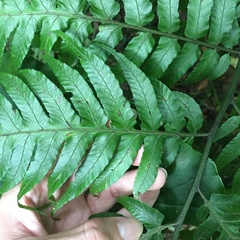 Diplazium dilatatum