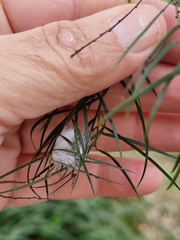 Opisthoncus polyphemus