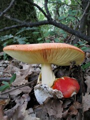 Amanita caesarea