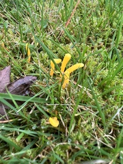 Clavulinopsis helvola