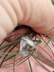 Opisthoncus polyphemus