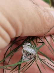 Opisthoncus polyphemus