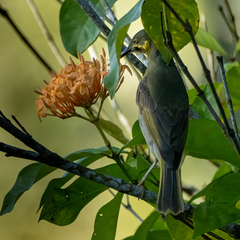 Foulehaio carunculatus