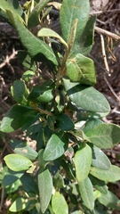 Tarchonanthus littoralis