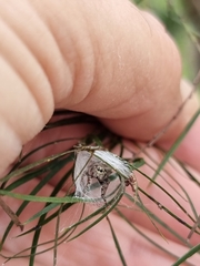 Opisthoncus polyphemus