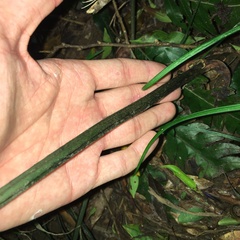 Diplazium dilatatum