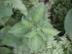 Solanum chenopodioides