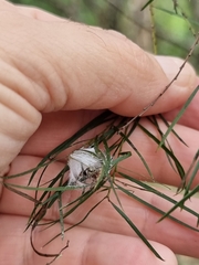 Opisthoncus polyphemus