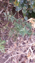 Asparagus aethiopicus
