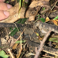 Diplazium dilatatum