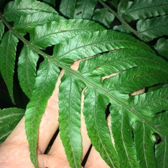 Diplazium dilatatum