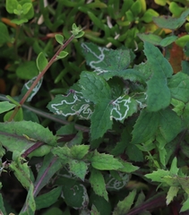 Phytomyza syngenesiae