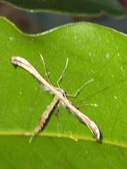 Tetraschalis arachnodes
