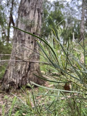 Acacia mucronata