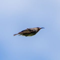 Myzomela nigriventris