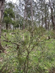 Acacia mucronata