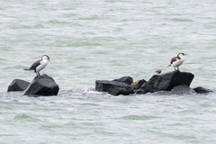 Phalacrocorax fuscescens