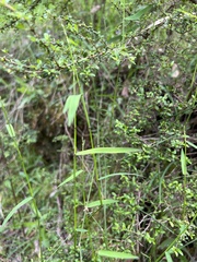 Tetrarrhena juncea