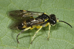 Tenthredo zonula