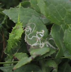 Phytomyza syngenesiae