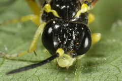 Tenthredo zonula