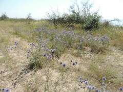 Echinops ritro ruthenicus