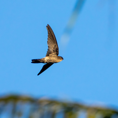 Aerodramus spodiopygius spodiopygius