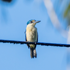 Todiramphus recurvirostris