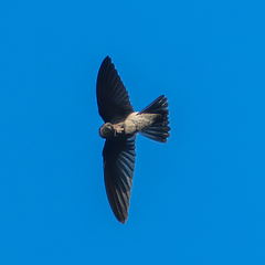Aerodramus spodiopygius spodiopygius