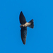 White-rumped Swiftlet (Samoa) - Photo (c) Paul, some rights reserved (CC BY-NC-SA), uploaded by Paul