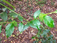 Gynochthodes jasminoides