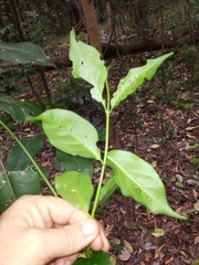 Gynochthodes jasminoides