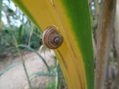 Otala punctata